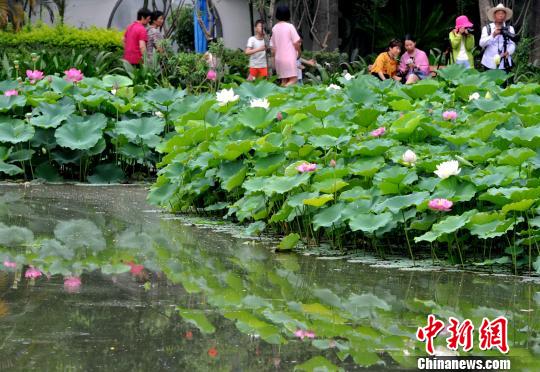图为6月1日，福州茶亭公园80多个品种的荷花竞相开放，吸引众多游人前往赏荷观景。　张斌　摄