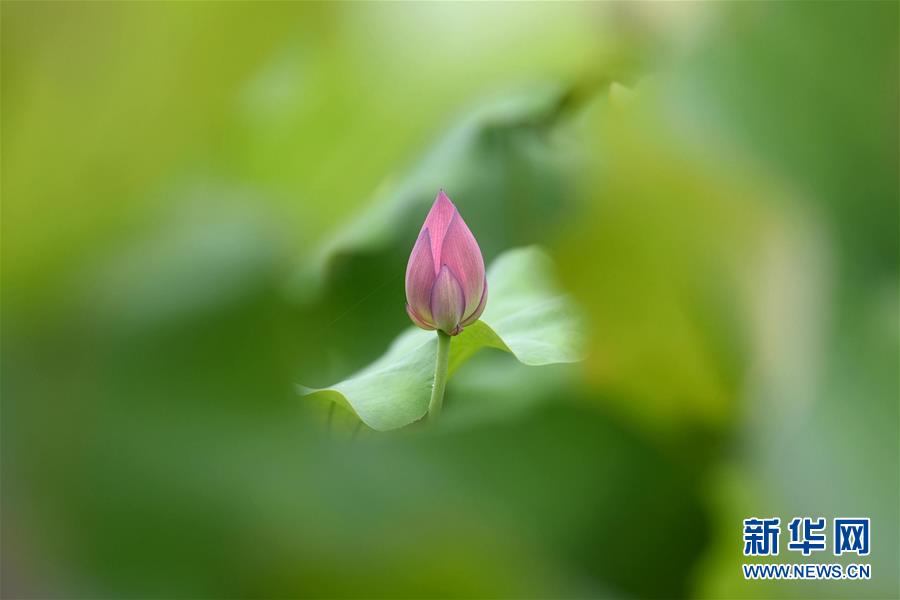 #（環境）（4）廣西三江侗寨荷香