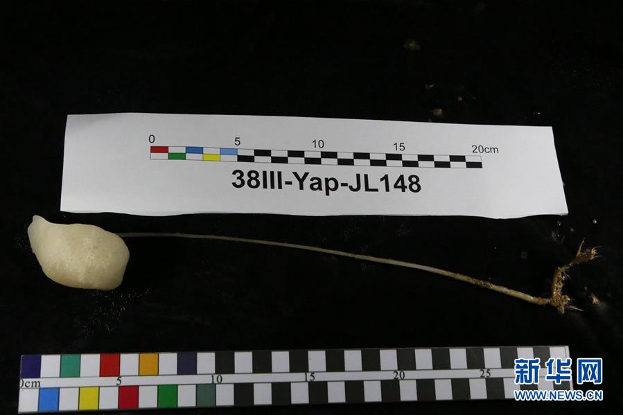 （圖文互動）（2）&ldquo;蛟龍&rdquo;雨中深潛4187米 完成雅浦海溝第一潛