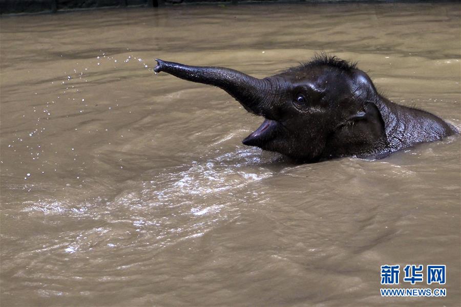 （环境）（5）探访滇西南亚洲象种源繁育及救助中心
