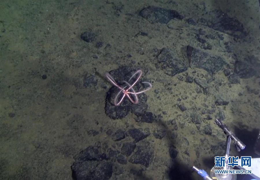 （&ldquo;蛟龙&rdquo;潜深渊&middot;图文互动）（6）雅浦海沟动物世界探秘：&ldquo;蛟龙&rdquo;号5000米深海大型动物见闻