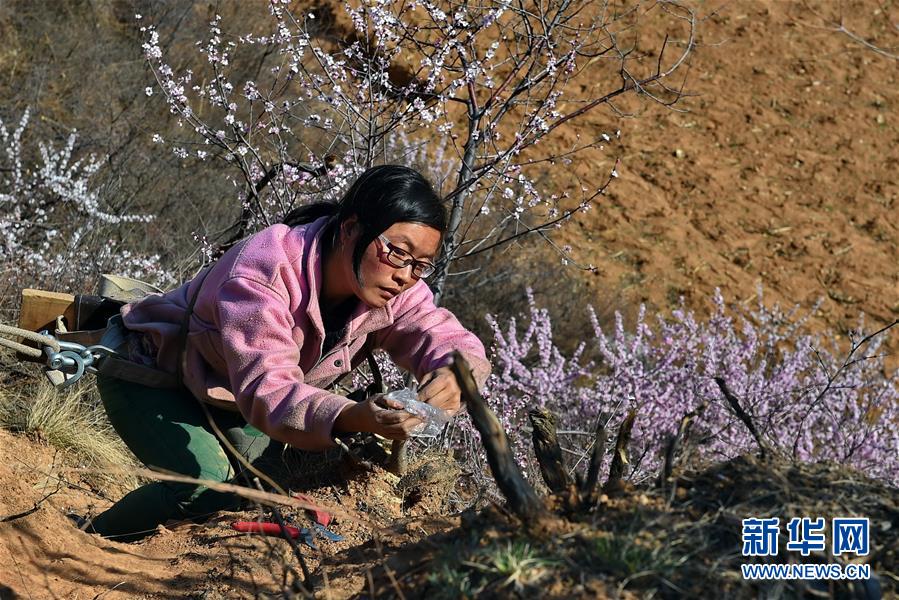 （新华全媒头条&middot;图文互动）（1）让青春像扁桃花一样绽放&mdash;&mdash;一名&ldquo;80后&rdquo;女大学生的山区创业故事