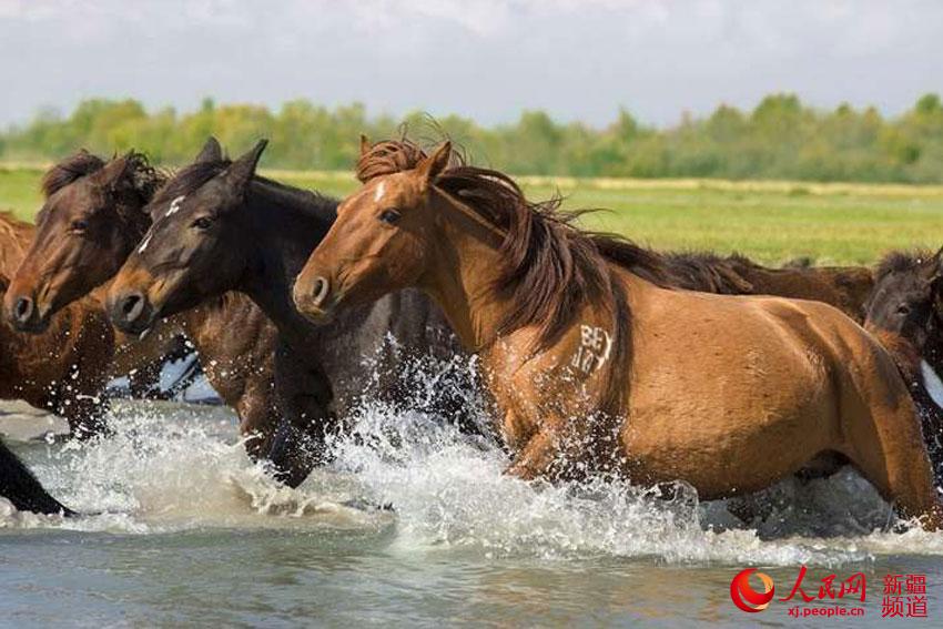 图为草原上奔腾的昭苏天马。依依 李文武 摄
