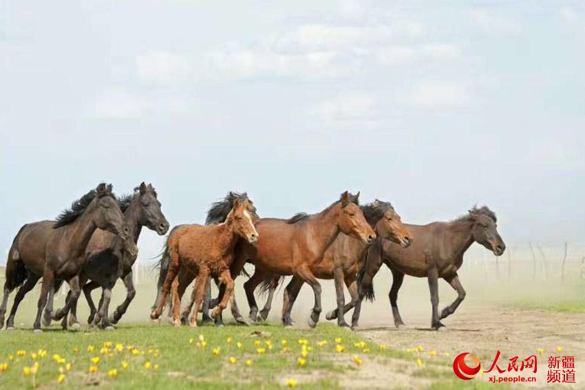 图为草原上奔腾的昭苏天马。依依 李文武 摄