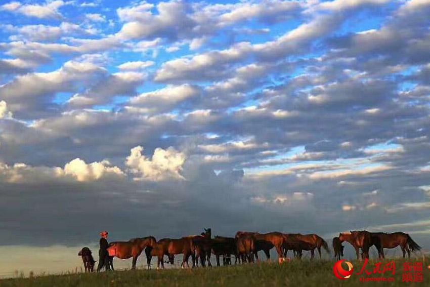 图为草原上奔腾的昭苏天马。依依 李文武 摄
