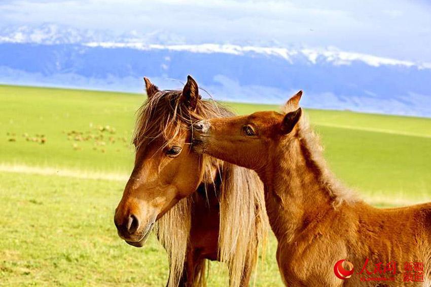 图为草原上奔腾的昭苏天马。依依 李文武 摄