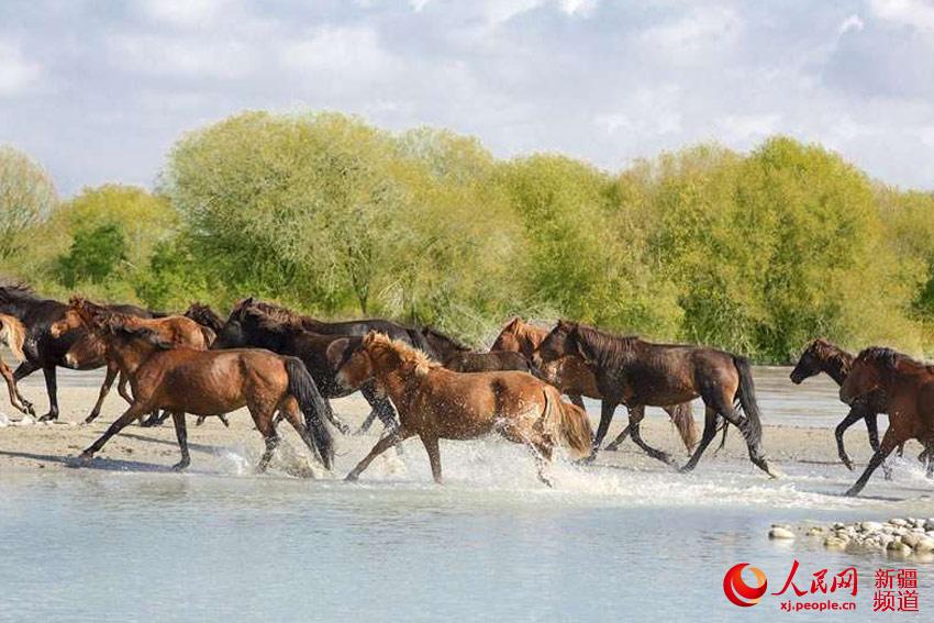 图为草原上奔腾的昭苏天马。依依 李文武 摄