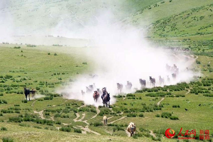 图为草原上奔腾的昭苏天马。依依 李文武 摄