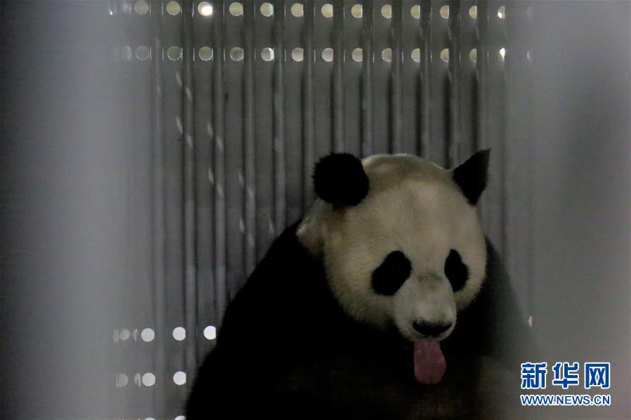 （图文互动）（3）大熊猫&ldquo;梦梦&rdquo;&ldquo;娇庆&rdquo;启程赴德