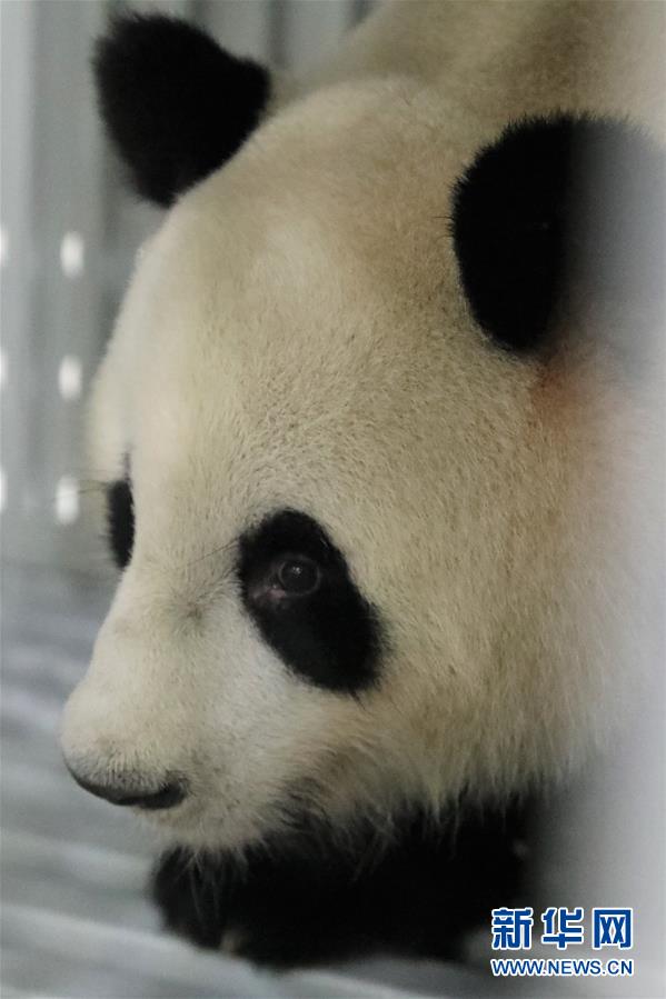 （图文互动）（4）大熊猫“梦梦”“娇庆”启程赴德