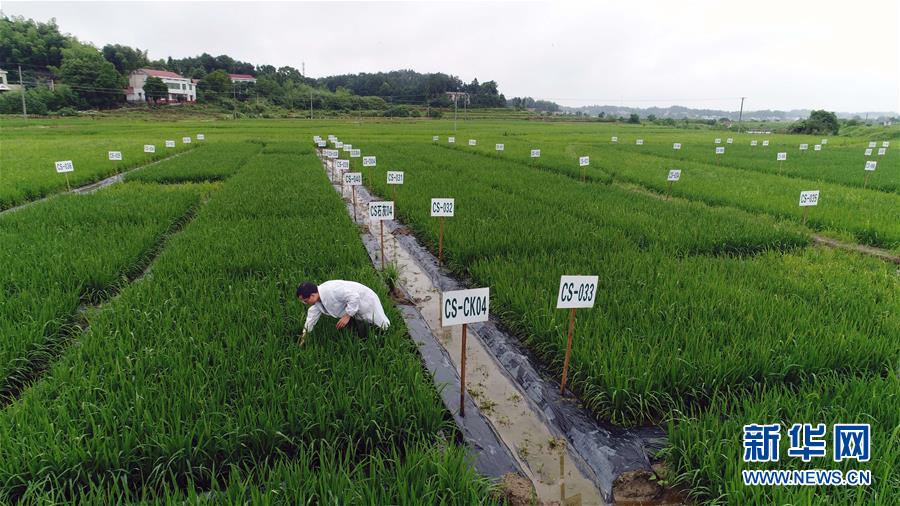 （科技）（7）重金属污染耕地修复治理：从实验室到田间