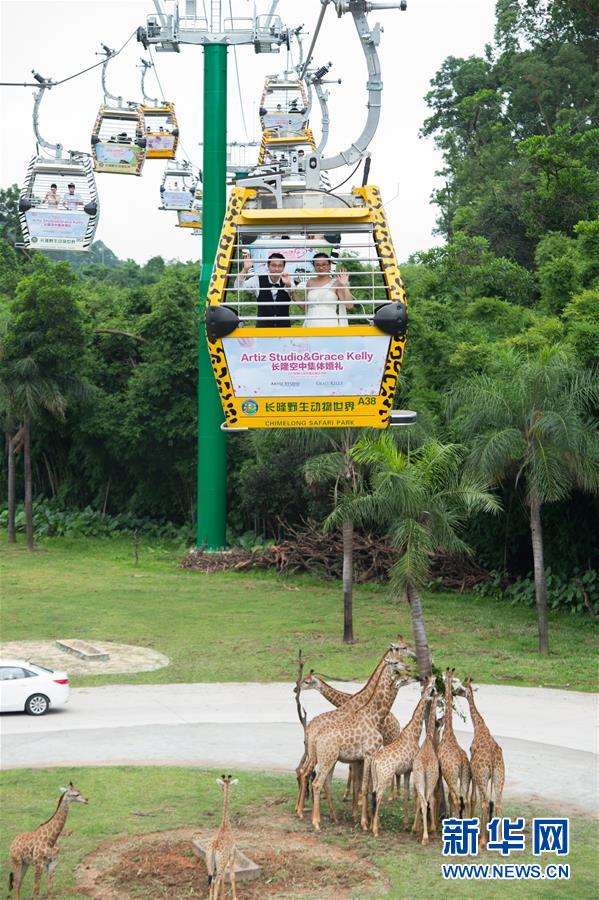 （社会）（6）227对新人在广州参加缆车集体婚礼