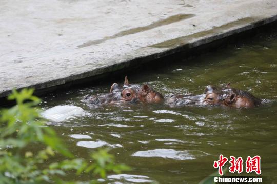 吹空调、啃西瓜、抱冰块动物&ldquo;花式解暑&rdquo;度夏