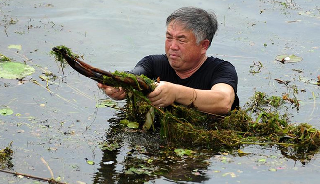 于丹在梁子湖里将浮出水面的水生植物捞起，准备重新种植（2014年6月19日摄）