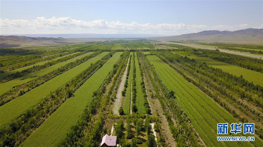 （图文互动）（1）昔日&ldquo;夺命口&rdquo;而今新绿洲&mdash;&mdash;新疆风雪灾害区&ldquo;老风口&rdquo;生态治理见闻