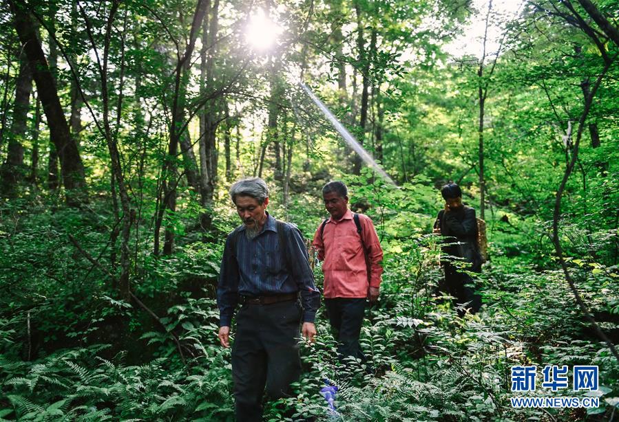 (图片故事)(1)长白山下采参人