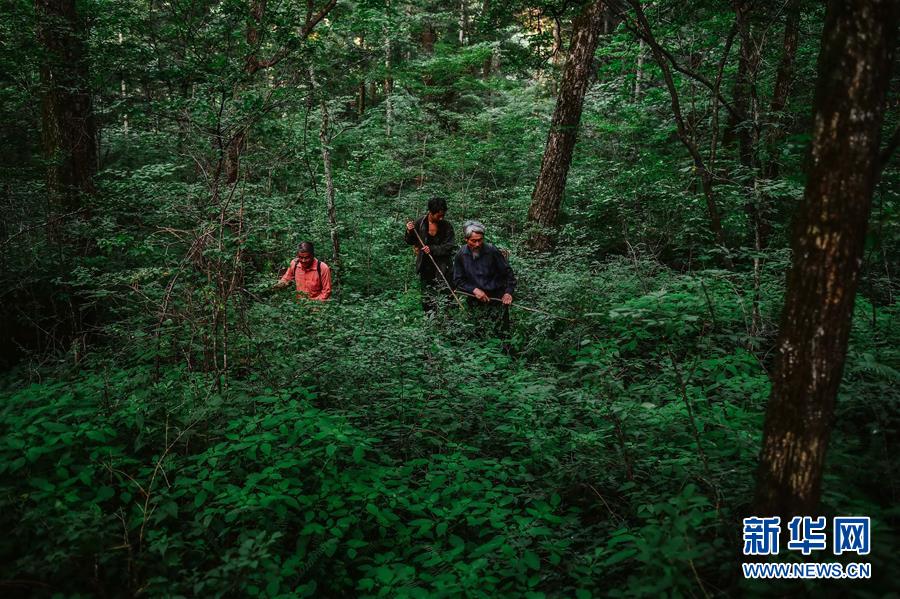 (图片故事)(5)长白山下采参人