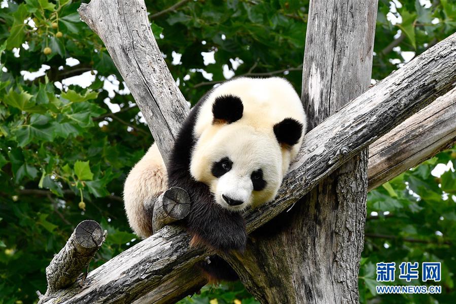 （国际）（1）旅法大熊猫&ldquo;欢欢&rdquo;待产