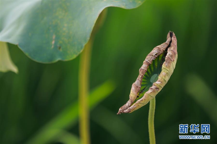 #（视&middot;觉）（1）一叶知秋