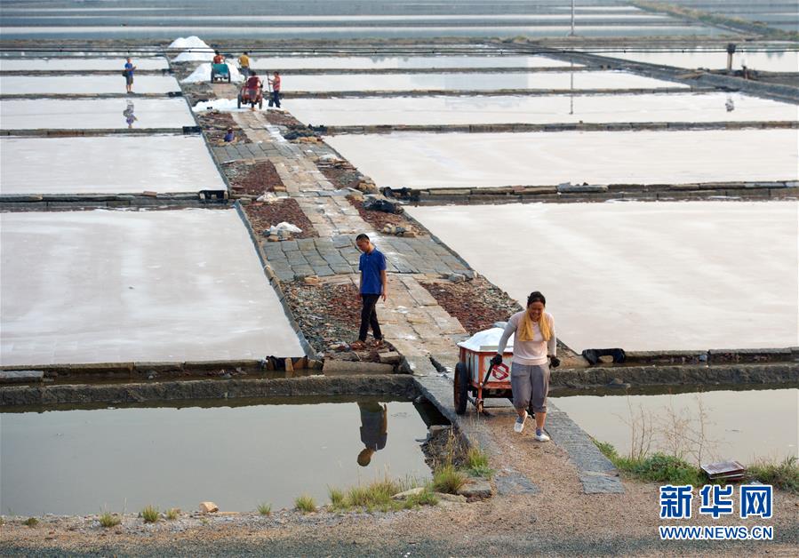 （社会）（5）福建泉州：百年盐场的繁忙伏收季