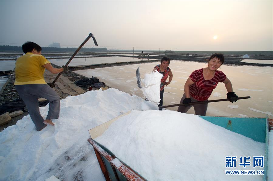 （社会）（8）福建泉州：百年盐场的繁忙伏收季