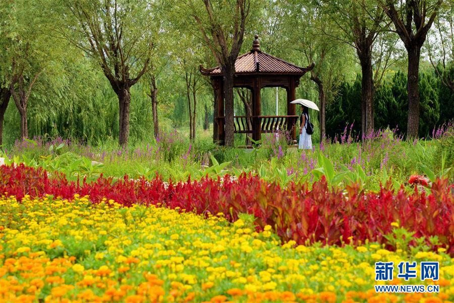 （砥砺奋进的五年&middot;绿色发展 绿色生活）（6）河北衡水：盐碱荒地变身&ldquo;城市绿肺&rdquo;