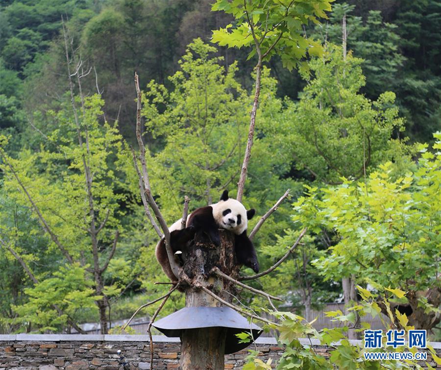 （九寨沟7级地震&middot;图文互动）（1）九寨沟地震后卧龙大熊猫安然无恙