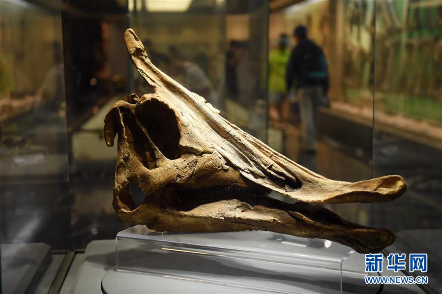 （社会）（11）走进嘉荫恐龙国家地质公园