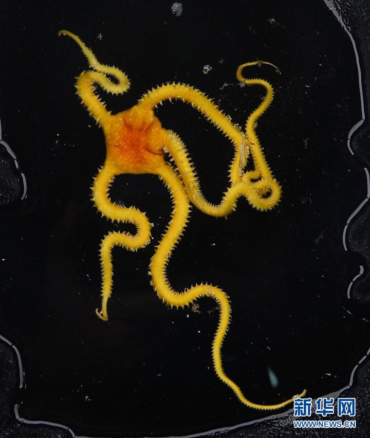 【文体艺苑】全运会跳水广东男团卫冕 成就八连冠(图4)