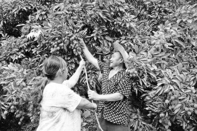 荔枝产量高 果农笑弯腰