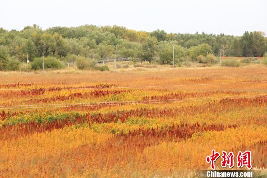 新疆兵团数千亩藜麦成熟姹紫嫣红美不胜收