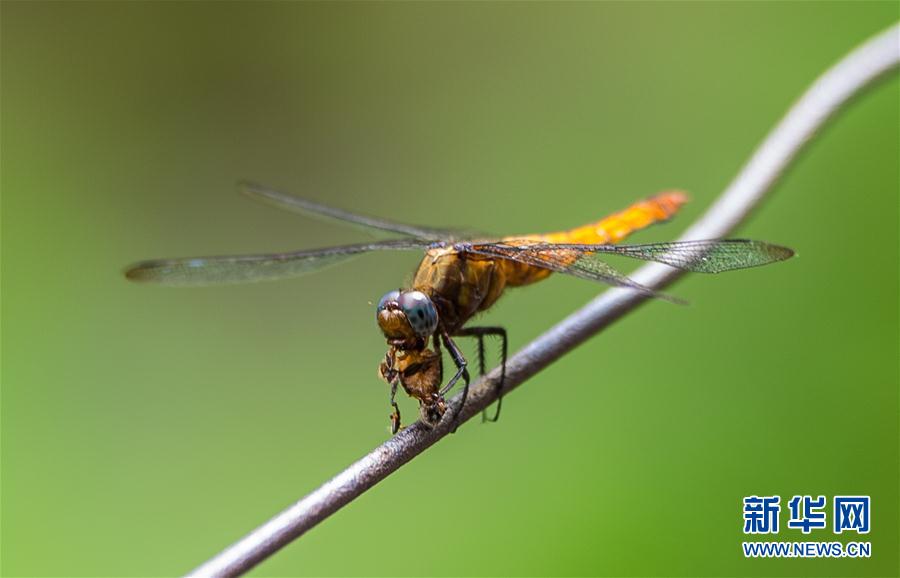 （视&middot;觉）蜻蜓捕食