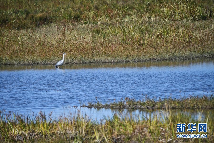 （环境）（4）南迁候鸟陆续飞抵莫莫格湿地