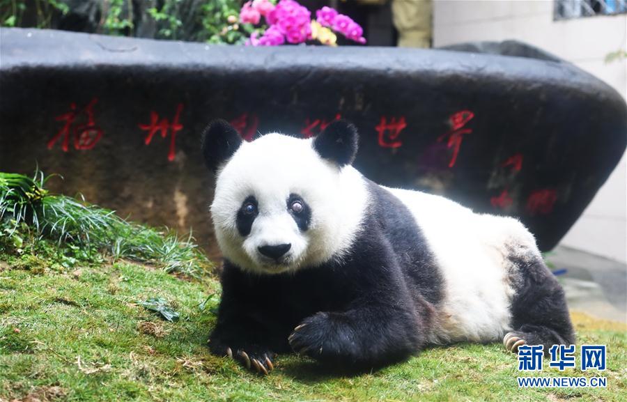 （社会）（2）37岁的长寿大熊猫&ldquo;巴斯&rdquo;在福州离世