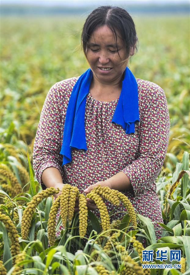 （经济）（2）河北武邑：谷穗飘香 丰收在望