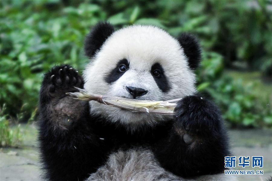 （环境）（1）大熊猫有了“新家园”