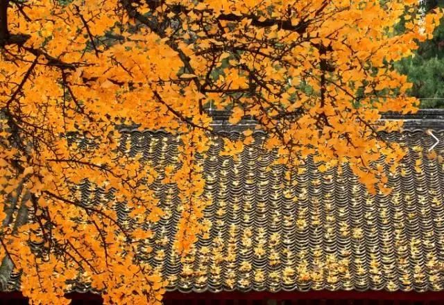 【视觉】有一种美,叫山西的秋天!