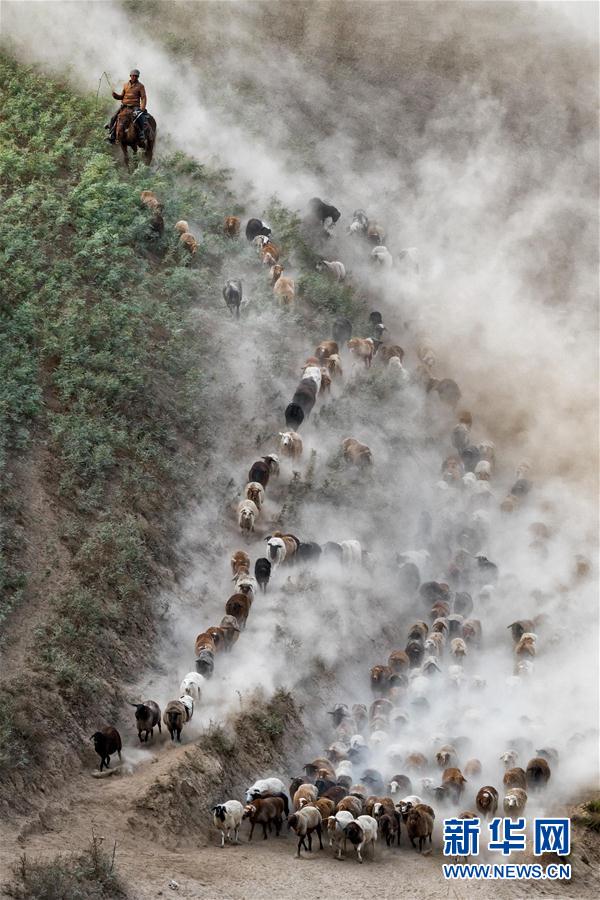 #（社会）（1）新疆伊犁河谷牧民开始秋季转场 