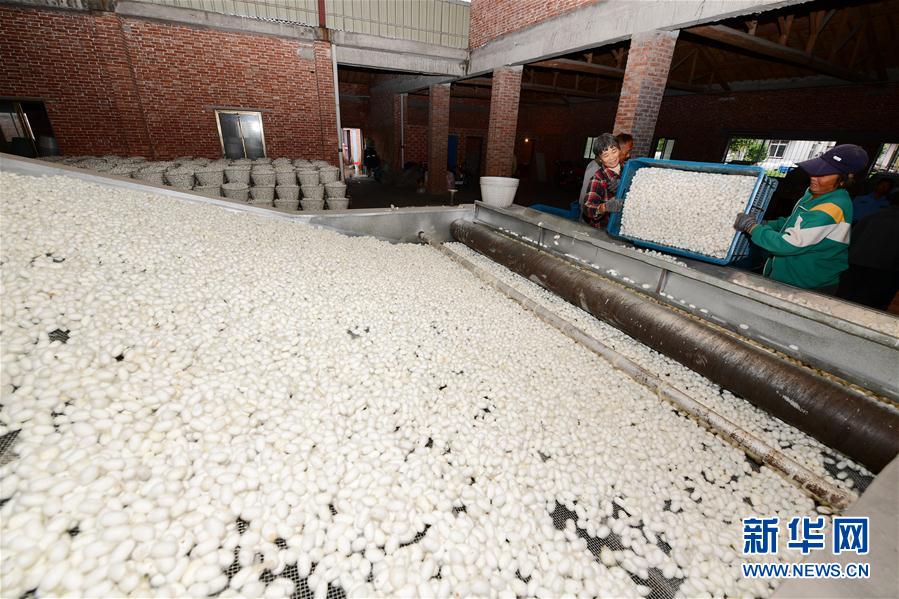 #（经济）（3）江苏海安：&ldquo;中秋蚕&rdquo;喜获丰收