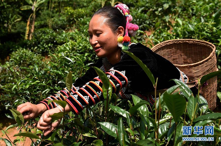（砥砺奋进的五年）（1）云南普洱：五年累计减少贫困人口52.7万人
