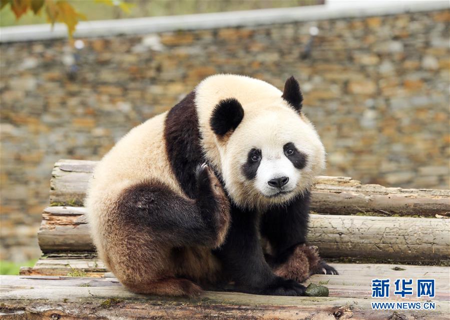 （社会）（4）四川卧龙神树坪基地大熊猫的安逸秋日生活