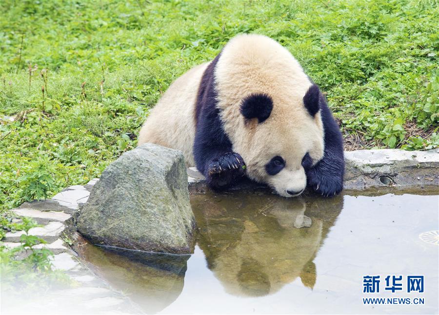（社会）（7）四川卧龙神树坪基地大熊猫的安逸秋日生活