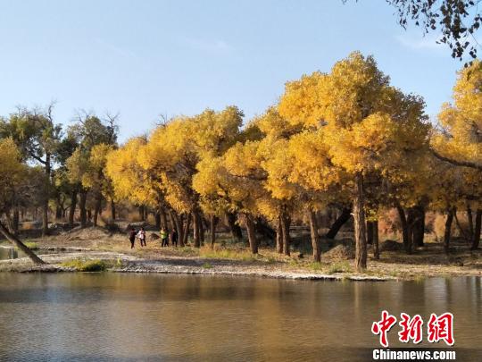 中国&ldquo;植物化石&rdquo;胡杨林区迎来旅游&ldquo;白热化&rdquo;