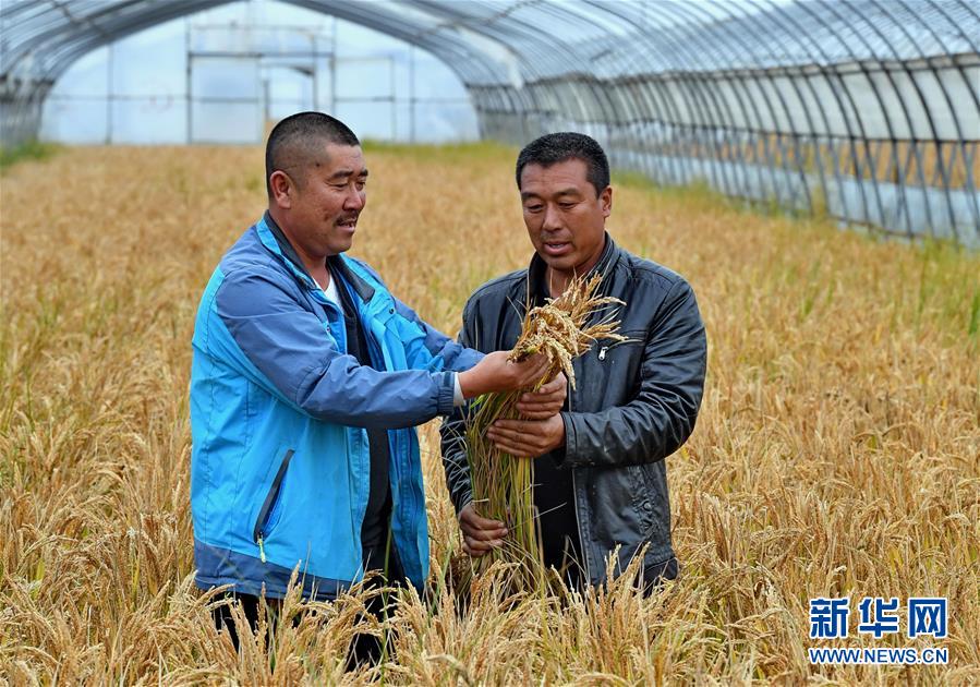 （社会）（2）河北唐山：水稻种植专业合作社助农增收