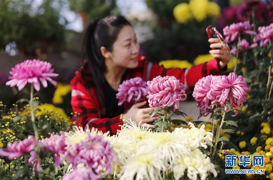 #（社會）（1）重陽菊香醉遊人