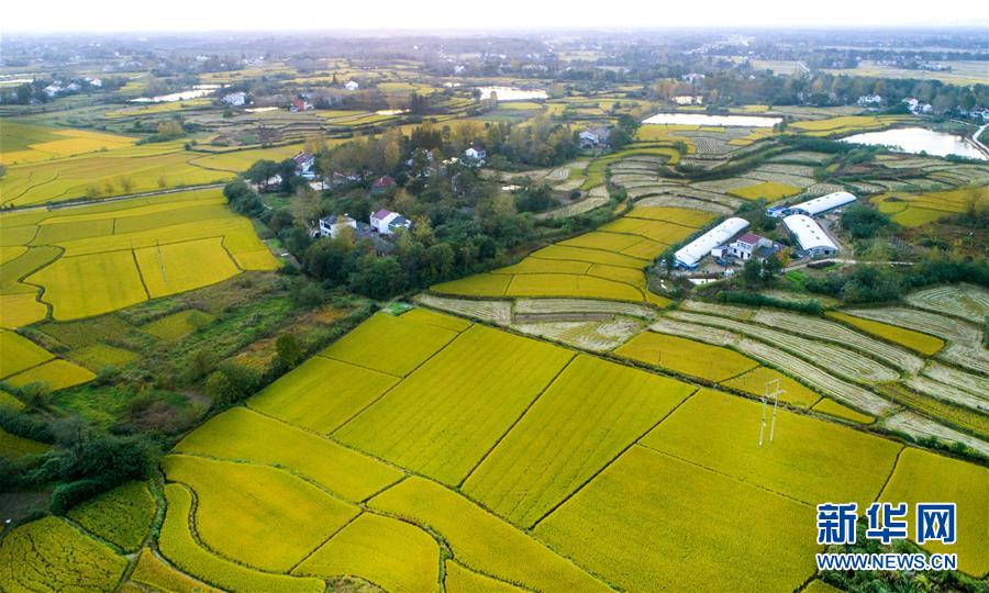 （美丽中国）（1）丰收的田野