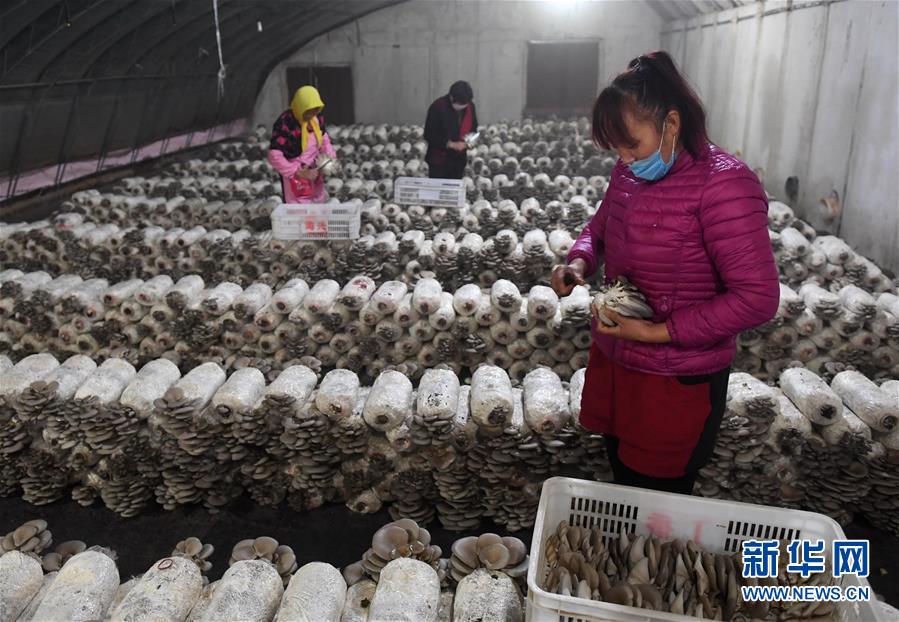 （社会）（1）河北海兴：精准扶贫结硕果