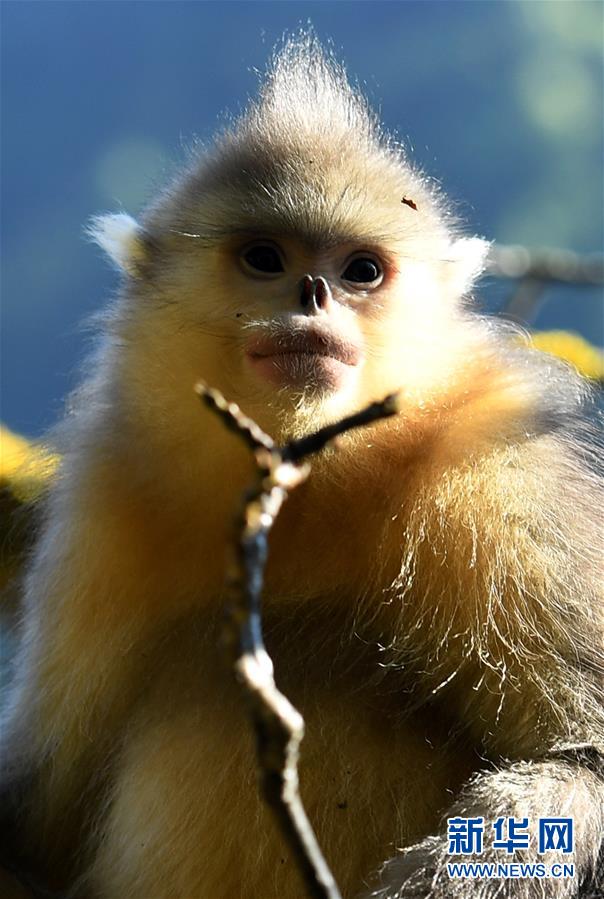 （生态）（6）高山密林里的&ldquo;精灵&rdquo;&mdash;&mdash;滇金丝猴