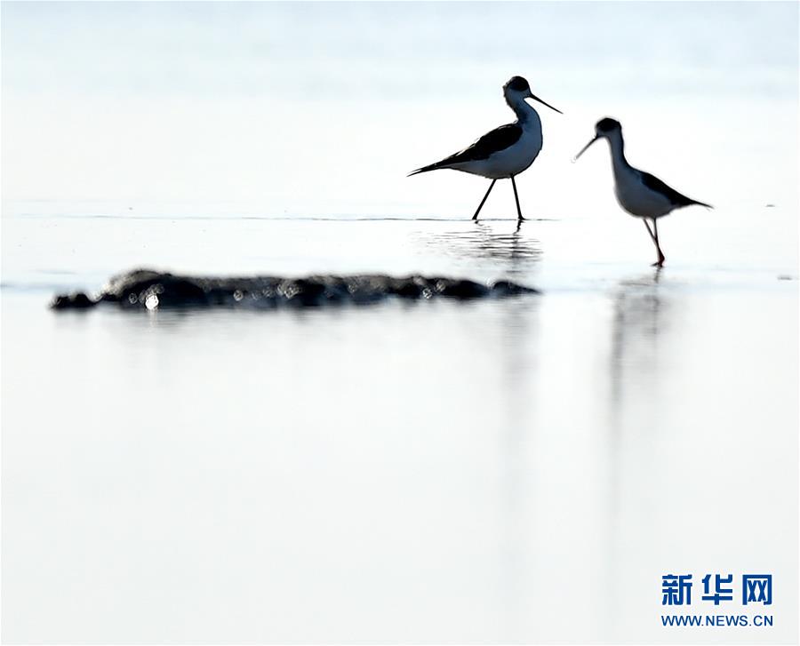 （环境）（4）天津北大港湿地迎来大批迁徙候鸟