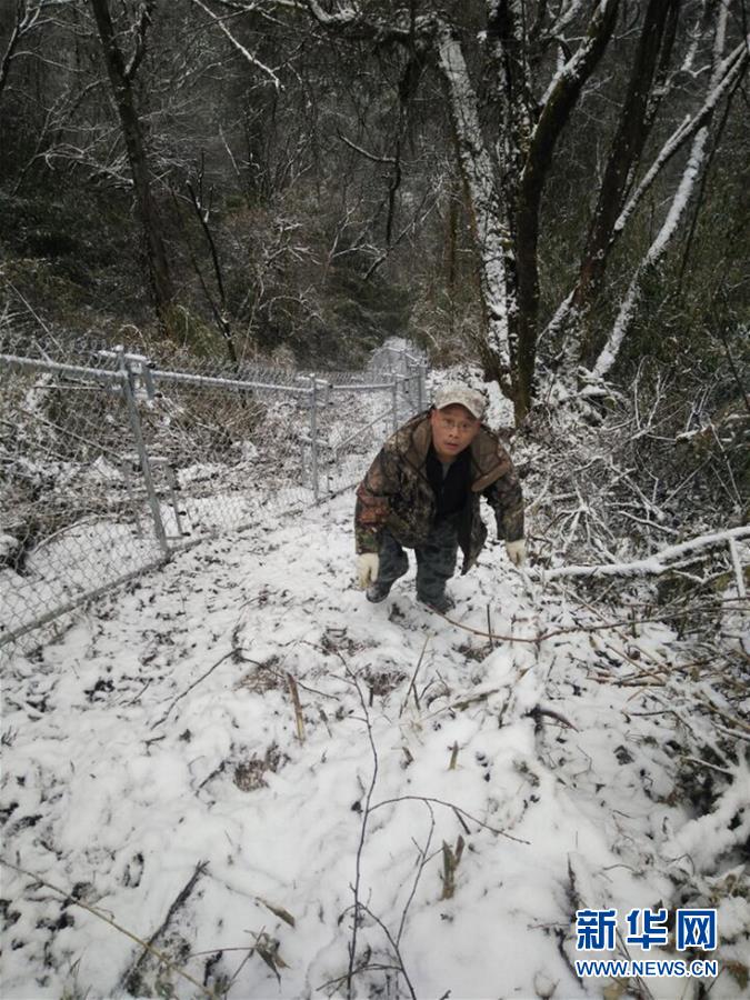 (新华全媒头条·图文互动)(13)“嫁”给大熊猫的人